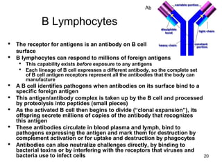 20
B Lymphocytes
 The receptor for antigens is an antibody on B cell
surface
 B lymphocytes can respond to millions of foreign antigens
 This capability exists before exposure to any antigens
 Each lineage of B cell expresses a different antibody, so the complete set
of B cell antigen receptors represent all the antibodies that the body can
manufacture
 A B cell identifies pathogens when antibodies on its surface bind to a
specific foreign antigen
 This antigen/antibody complex is taken up by the B cell and processed
by proteolysis into peptides (small pieces)
 As the activated B cell then begins to divide (“clonal expansion”), its
offspring secrete millions of copies of the antibody that recognizes
this antigen
 These antibodies circulate in blood plasma and lymph, bind to
pathogens expressing the antigen and mark them for destruction by
complement activation or for uptake and destruction by phagocytes
 Antibodies can also neutralize challenges directly, by binding to
bacterial toxins or by interfering with the receptors that viruses and
bacteria use to infect cells
Ab
 