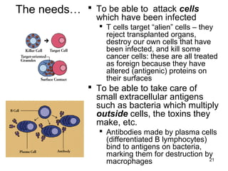 21
The needs…  To be able to attack cells
which have been infected
 T cells target “alien” cells – they
reject transplanted organs,
destroy our own cells that have
been infected, and kill some
cancer cells: these are all treated
as foreign because they have
altered (antigenic) proteins on
their surfaces
 To be able to take care of
small extracellular antigens
such as bacteria which multiply
outside cells, the toxins they
make, etc.
 Antibodies made by plasma cells
(differentiated B lymphocytes)
bind to antigens on bacteria,
marking them for destruction by
macrophages
 