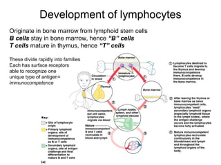 23
Development of lymphocytes
Originate in bone marrow from lymphoid stem cells
B cells stay in bone marrow, hence “B” cells
T cells mature in thymus, hence “T” cells
These divide rapidly into families
Each has surface receptors
able to recognize one
unique type of antigen=
immunocompetence
 
