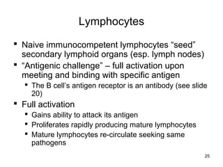 25
Lymphocytes
 Naive immunocompetent lymphocytes “seed”
secondary lymphoid organs (esp. lymph nodes)
 “Antigenic challenge” – full activation upon
meeting and binding with specific antigen
 The B cell’s antigen receptor is an antibody (see slide
20)
 Full activation
 Gains ability to attack its antigen
 Proliferates rapidly producing mature lymphocytes
 Mature lymphocytes re-circulate seeking same
pathogens
 