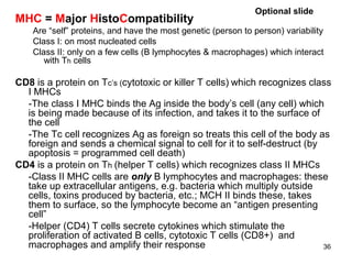 36
MHC = Major HistoCompatibility
Are “self” proteins, and have the most genetic (person to person) variability
Class I: on most nucleated cells
Class II: only on a few cells (B lymphocytes & macrophages) which interact
with Th cells
CD8 is a protein on Tc’s (cytotoxic or killer T cells) which recognizes class
I MHCs
-The class I MHC binds the Ag inside the body’s cell (any cell) which
is being made because of its infection, and takes it to the surface of
the cell
-The Tc cell recognizes Ag as foreign so treats this cell of the body as
foreign and sends a chemical signal to cell for it to self-destruct (by
apoptosis = programmed cell death)
CD4 is a protein on Th (helper T cells) which recognizes class II MHCs
-Class II MHC cells are only B lymphocytes and macrophages: these
take up extracellular antigens, e.g. bacteria which multiply outside
cells, toxins produced by bacteria, etc.; MCH II binds these, takes
them to surface, so the lymphocyte become an “antigen presenting
cell”
-Helper (CD4) T cells secrete cytokines which stimulate the
proliferation of activated B cells, cytotoxic T cells (CD8+) and
macrophages and amplify their response
Optional slide
 