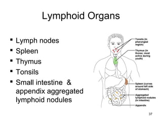 37
Lymphoid Organs
 Lymph nodes
 Spleen
 Thymus
 Tonsils
 Small intestine &
appendix aggregated
lymphoid nodules
 