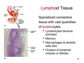 38
Lymphoid Tissue
Specialized connective
tissue with vast quantities
of lymphocytes
 Lymphocytes become
activated
 Memory
 Macrophages & dentritic
cells also
 Clusters of lymphoid
nodules or follicles
 