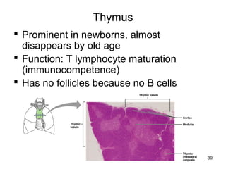 39
Thymus
 Prominent in newborns, almost
disappears by old age
 Function: T lymphocyte maturation
(immunocompetence)
 Has no follicles because no B cells
 