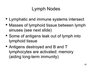 40
Lymph Nodes
 Lymphatic and immune systems intersect
 Masses of lymphoid tissue between lymph
sinuses (see next slide)
 Some of antigens leak out of lymph into
lymphoid tissue
 Antigens destroyed and B and T
lymphocytes are activated: memory
(aiding long-term immunity)
 