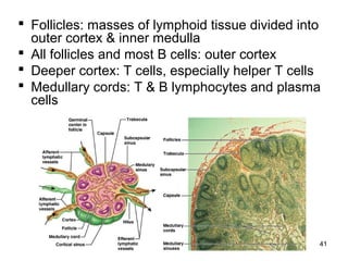 41
 Follicles: masses of lymphoid tissue divided into
outer cortex & inner medulla
 All follicles and most B cells: outer cortex
 Deeper cortex: T cells, especially helper T cells
 Medullary cords: T & B lymphocytes and plasma
cells
 