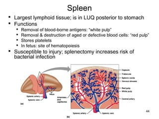 44
Spleen
 Largest lymphoid tissue; is in LUQ posterior to stomach
 Functions
 Removal of blood-borne antigens: “white pulp”
 Removal & destruction of aged or defective blood cells: “red pulp”
 Stores platelets
 In fetus: site of hematopoiesis
 Susceptible to injury; splenectomy increases risk of
bacterial infection
 