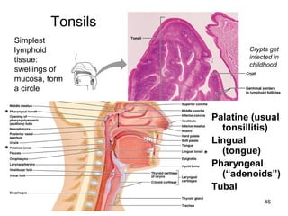 46
Palatine (usual
tonsillitis)
Lingual
(tongue)
Pharyngeal
(“adenoids”)
Tubal
Tonsils
*
*
*
Simplest
lymphoid
tissue:
swellings of
mucosa, form
a circle
Crypts get
infected in
childhood
 