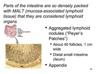 48
 Aggregated lymphoid
nodules (“Peyer’s
Patches”)
 About 40 follicles, 1 cm
wide
 Distal small intestine
(ileum)
 Appendix
Parts of the intestine are so densely packed
with MALT (mucosa-associated lymphoid
tissue) that they are considered lymphoid
organs
 