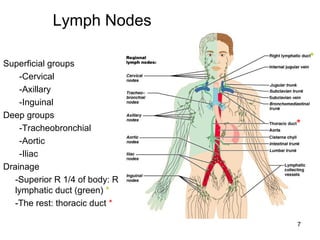 7
Superficial groups
-Cervical
-Axillary
-Inguinal
Deep groups
-Tracheobronchial
-Aortic
-Iliac
Drainage
-Superior R 1/4 of body: R
lymphatic duct (green) *
-The rest: thoracic duct *
Lymph Nodes
*
*
 