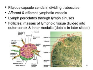 8
 Fibrous capsule sends in dividing trabeculae
 Afferent & efferent lymphatic vessels
 Lymph percolates through lymph sinuses
 Follicles: masses of lymphoid tissue divided into
outer cortex & inner medulla (details in later slides)
 
