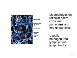 9
Macrophages on
reticular fibers
consume
pathogens and
foreign particles
Usually
pathogen free
lymph enters
lymph trunks
 