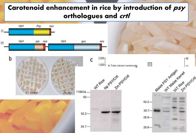 Golden rice , vit A enriched transgenic rice | PPTX | Agriculture ...