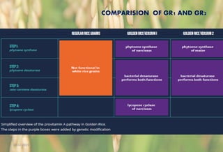Golden rice , vit A enriched transgenic rice | PPTX