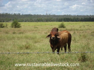 www.sustainablelivestock.com
 