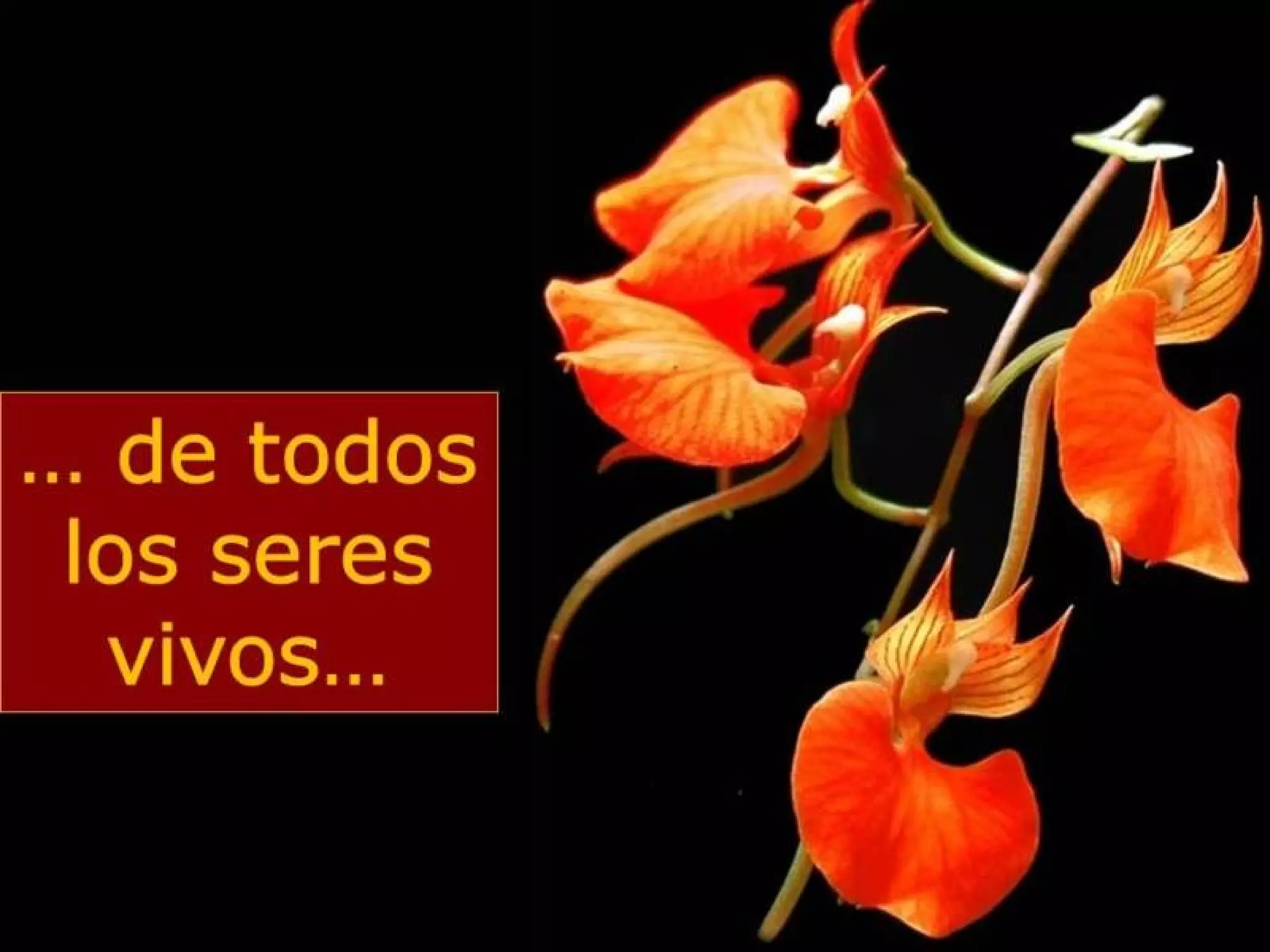 Grsb xarxa calent-pam-