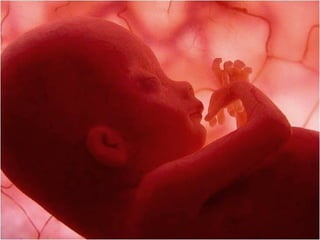 Grsb xarxa tierra-pptminimizer-