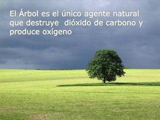 Grsb xarxa tierra-pptminimizer-