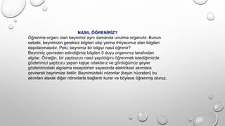 NASIL ÖĞRENİRİZ?
Öğrenme organı olan beynimiz aynı zamanda unutma organıdır. Bunun
sebebi, beynimizin gereksiz bilgileri silip yerine ihtiyacımız olan bilgileri
depolanmasıdır. Peki, beynimiz bir bilgiyi nasıl öğrenir?
Beynimiz çevreden edindiğimiz bilgileri 5 duyu organımız tarafından
algılar. Örneğin, bir yapbozun nasıl yapıldığını öğrenmek istediğimizde
gözlerimizi yapbozu yapan kişiye odaklarız ve gördüğümüz şeyler
gözlerimizdeki algılama reseptörleri sayesinde elektriksel akımlara
çevirerek beynimize iletilir. Beynimizdeki nöronlar (beyin hücreleri) bu
akımları alarak diğer nöronlarla bağlantı kurar ve böylece öğrenmiş oluruz.
 
