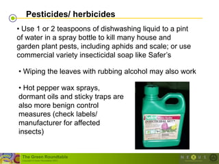 Pesticides/ herbicides
• Use 1 or 2 teaspoons of dishwashing liquid to a pint
of water in a spray bottle to kill many house and
garden plant pests, including aphids and scale; or use
commercial variety insecticidal soap like Safer‘s

• Wiping the leaves with rubbing alcohol may also work

• Hot pepper wax sprays,
dormant oils and sticky traps are
also more benign control
measures (check labels/
manufacturer for affected
insects)


 The Green Roundtable
 (copyright © Green Roundtable 2007)
 