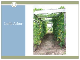 Luffa Arbor
 