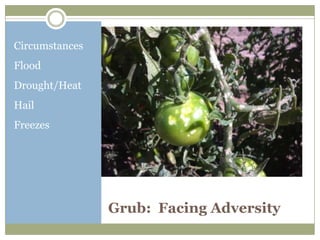 Circumstances
Flood
Drought/Heat
Hail
Freezes




                Grub: Facing Adversity
 