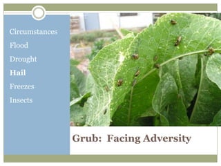 Circumstances
Flood
Drought
Hail
Freezes
Insects




                Grub: Facing Adversity
 