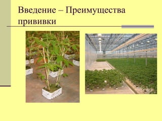 Введение – Преимущества
прививки

 
