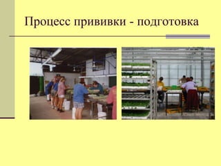 Процесс прививки - подготовка

 