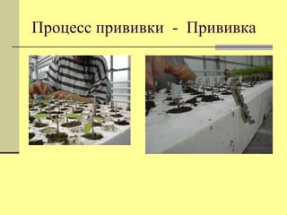 Процесс прививки - Прививка

 