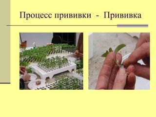 Процесс прививки - Прививка

 