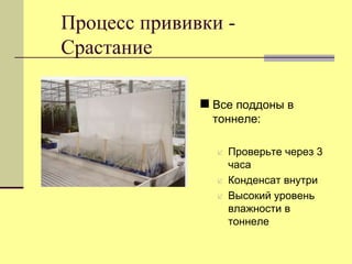 Процесс прививки Срастание
 Все поддоны в
тоннеле:




Проверьте через 3
часа
Конденсат внутри
Высокий уровень
влажности в
тоннеле

 
