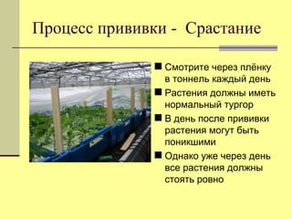 Процесс прививки - Срастание
 Смотрите через плѐнку
в тоннель каждый день
 Растения должны иметь
нормальный тургор
 В день после прививки
растения могут быть
поникшими
 Однако уже через день
все растения должны
стоять ровно

 