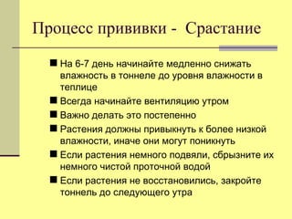 Процесс прививки - Срастание
 На 6-7 день начинайте медленно снижать
влажность в тоннеле до уровня влажности в
теплице
 Всегда начинайте вентиляцию утром
 Важно делать это постепенно
 Растения должны привыкнуть к более низкой
влажности, иначе они могут поникнуть
 Если растения немного подвяли, сбрызните их
немного чистой проточной водой
 Если растения не восстановились, закройте
тоннель до следующего утра

 