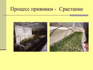 Процесс прививки - Срастание

 