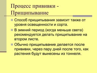 Процесс прививки Прищипывание
 Способ прищипывания зависит также от

уровня освещенности и сорта.
 В зимний период (когда меньше света)
рекомендуется делать прищипывание на
втором листе.
 Обычно прищипывание делается после
прививки, через пару дней после того, как
растения будут вынесены из тоннеля.

 