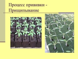 Процесс прививки Прищипывание

 