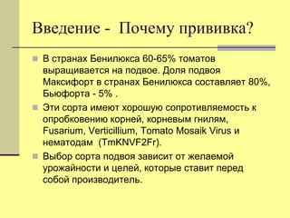 Введение - Почему прививка?
 В странах Бенилюкса 60-65% томатов

выращивается на подвое. Доля подвоя
Максифорт в странах Бенилюкса составляет 80%,
Бьюфорта - 5% .
 Эти сорта имеют хорошую сопротивляемость к
опробковению корней, корневым гнилям,
Fusarium, Verticillium, Tomato Mosaik Virus и
нематодам (TmKNVF2Fr).
 Выбор сорта подвоя зависит от желаемой
урожайности и целей, которые ставит перед
собой производитель.

 
