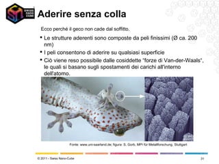 Aderire senza colla
  Ecco perché il geco non cade dal soffitto.
  Le strutture aderenti sono composte da peli finissimi (Ø ca. 200
   nm)
  I peli consentono di aderire su qualsiasi superficie
  Ciò viene reso possibile dalle cosiddette “forze di Van-der-Waals“,
   le quali si basano sugli spostamenti dei carichi all'interno
   dell'atomo.




                    Fonte: www.uni-saarland.de; figura: S. Gorb, MPI für Metallforschung, Stuttgart



© 2011 - Swiss Nano-Cube                                                                              31
 
