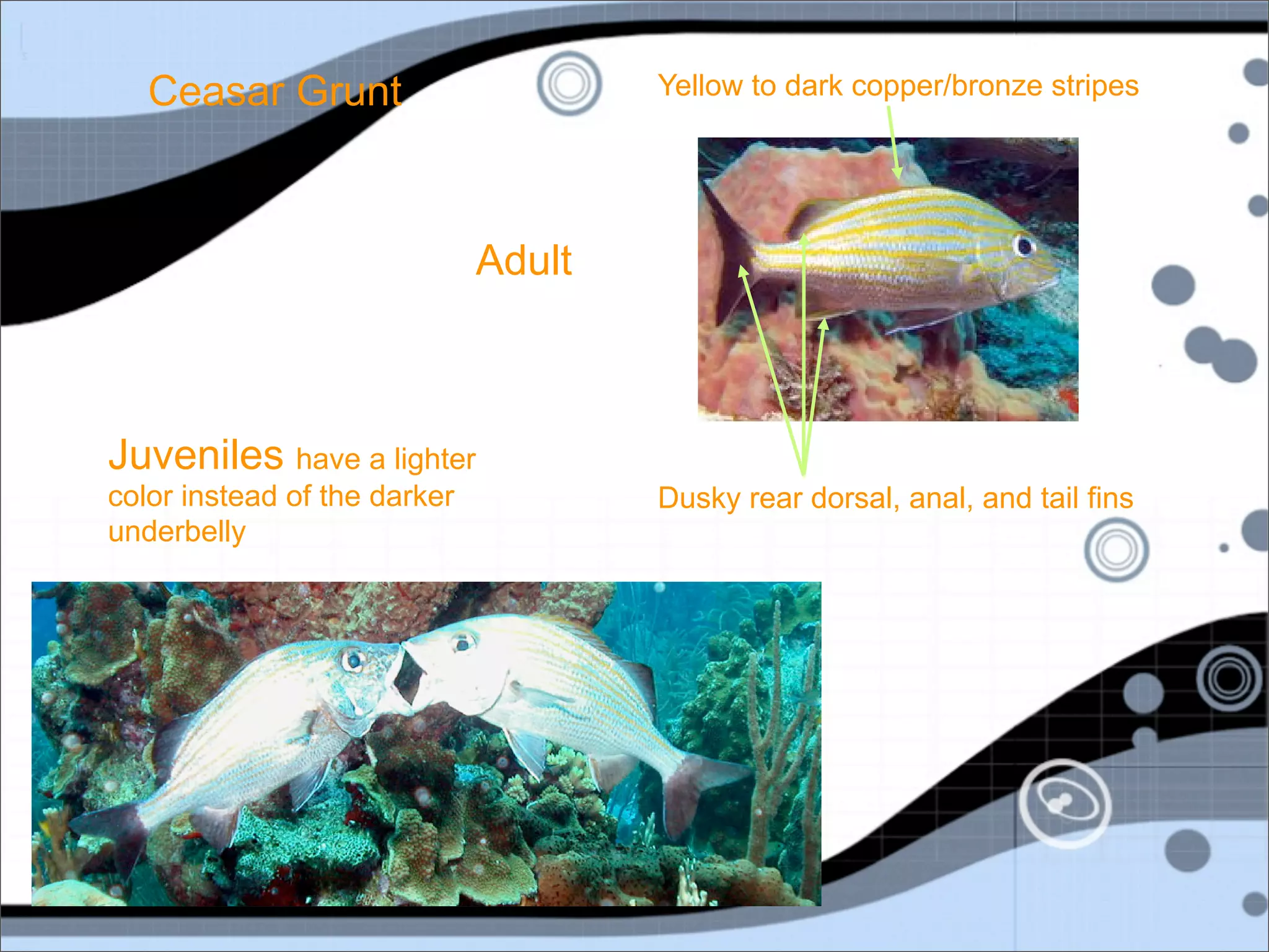 Ceasar Grunt                       Yellow to dark copper/bronze stripes




                              Adult



Juveniles have a lighter
color instead of the darker           Dusky rear dorsal, anal, and tail fins
underbelly
 