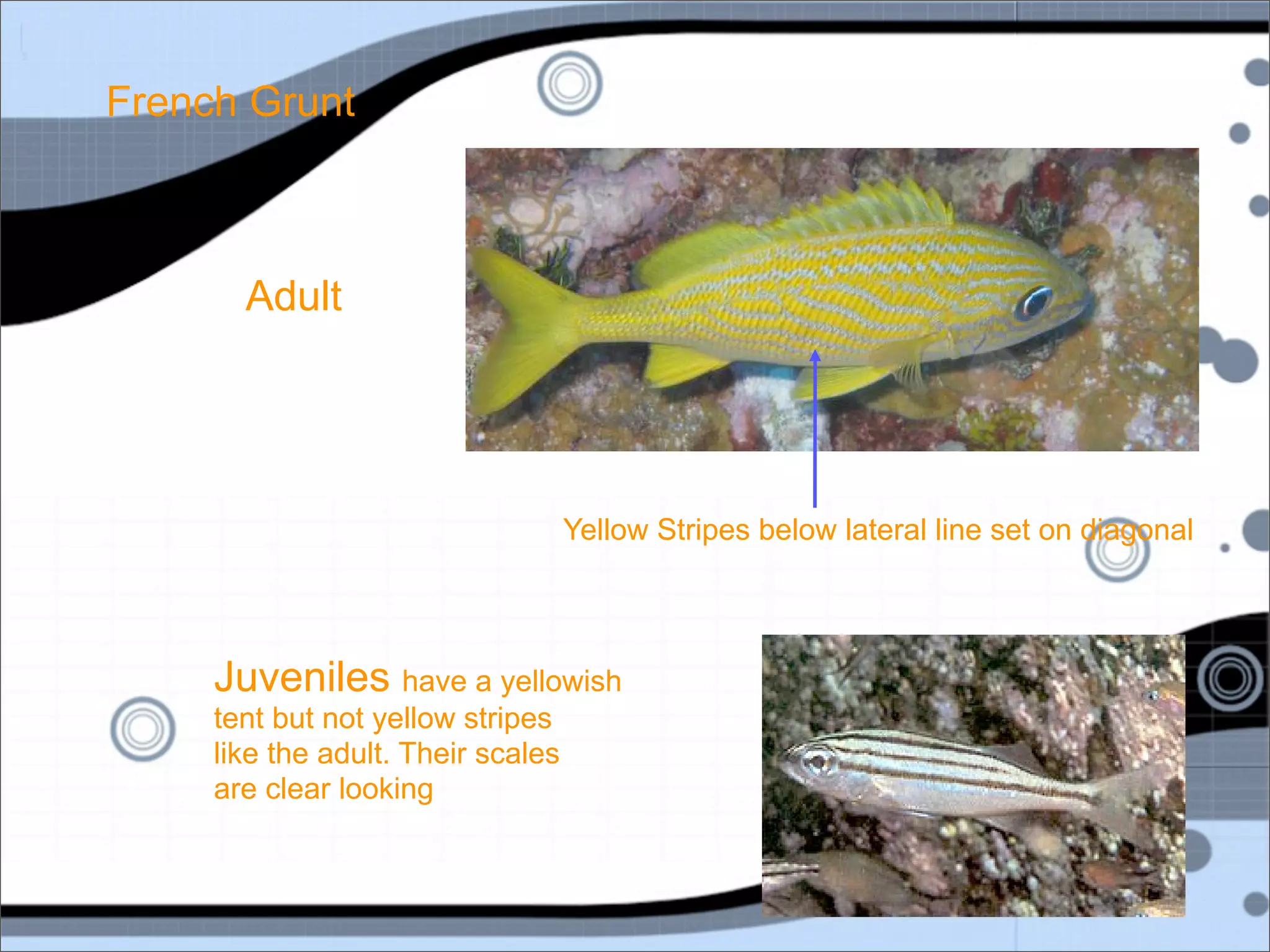French Grunt



       Adult




                                    Yellow Stripes below lateral line set on diagonal




     Juveniles have a yellowish
     tent but not yellow stripes
     like the adult. Their scales
     are clear looking
 