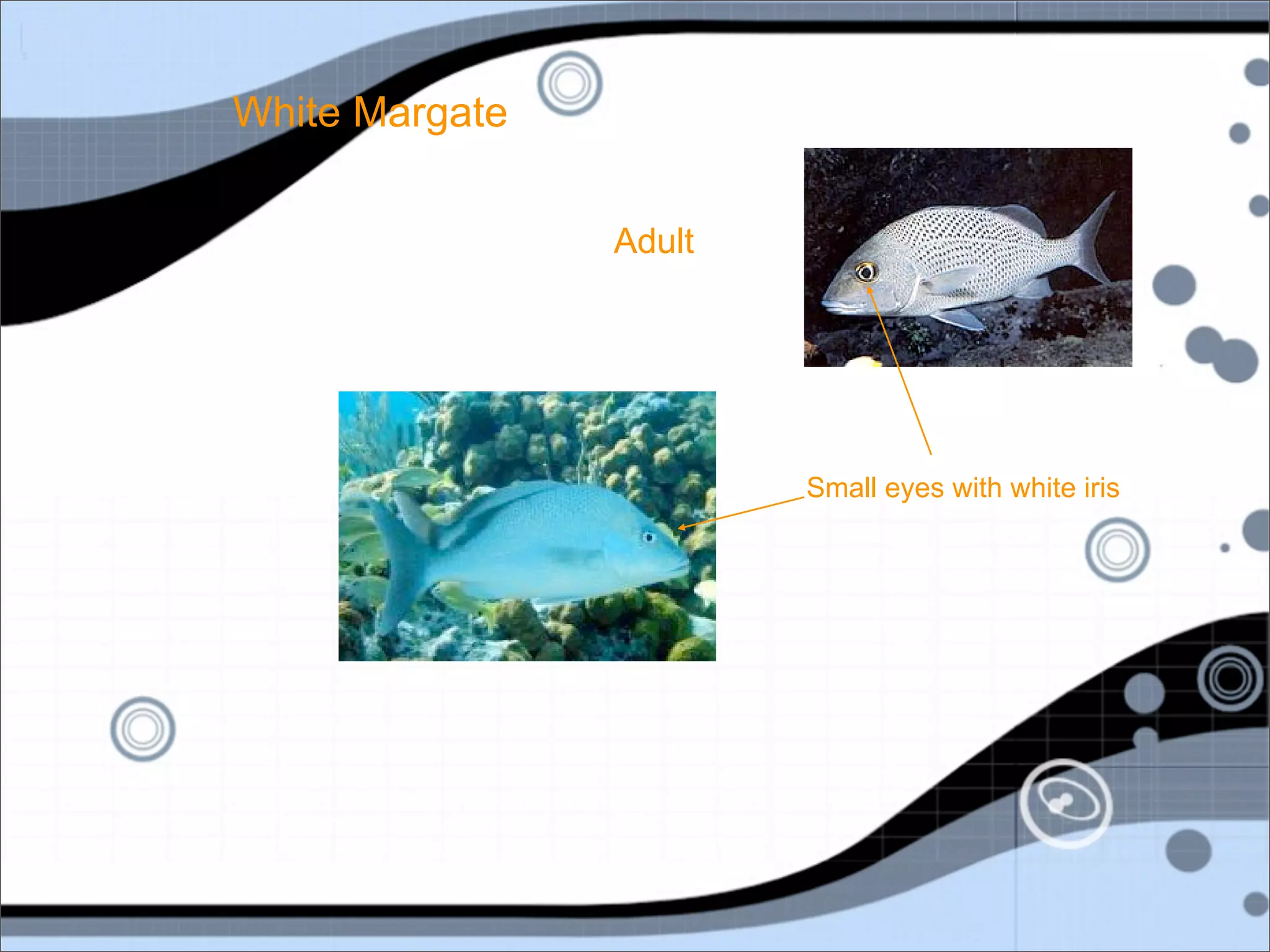 White Margate

                Adult




                        Small eyes with white iris
 