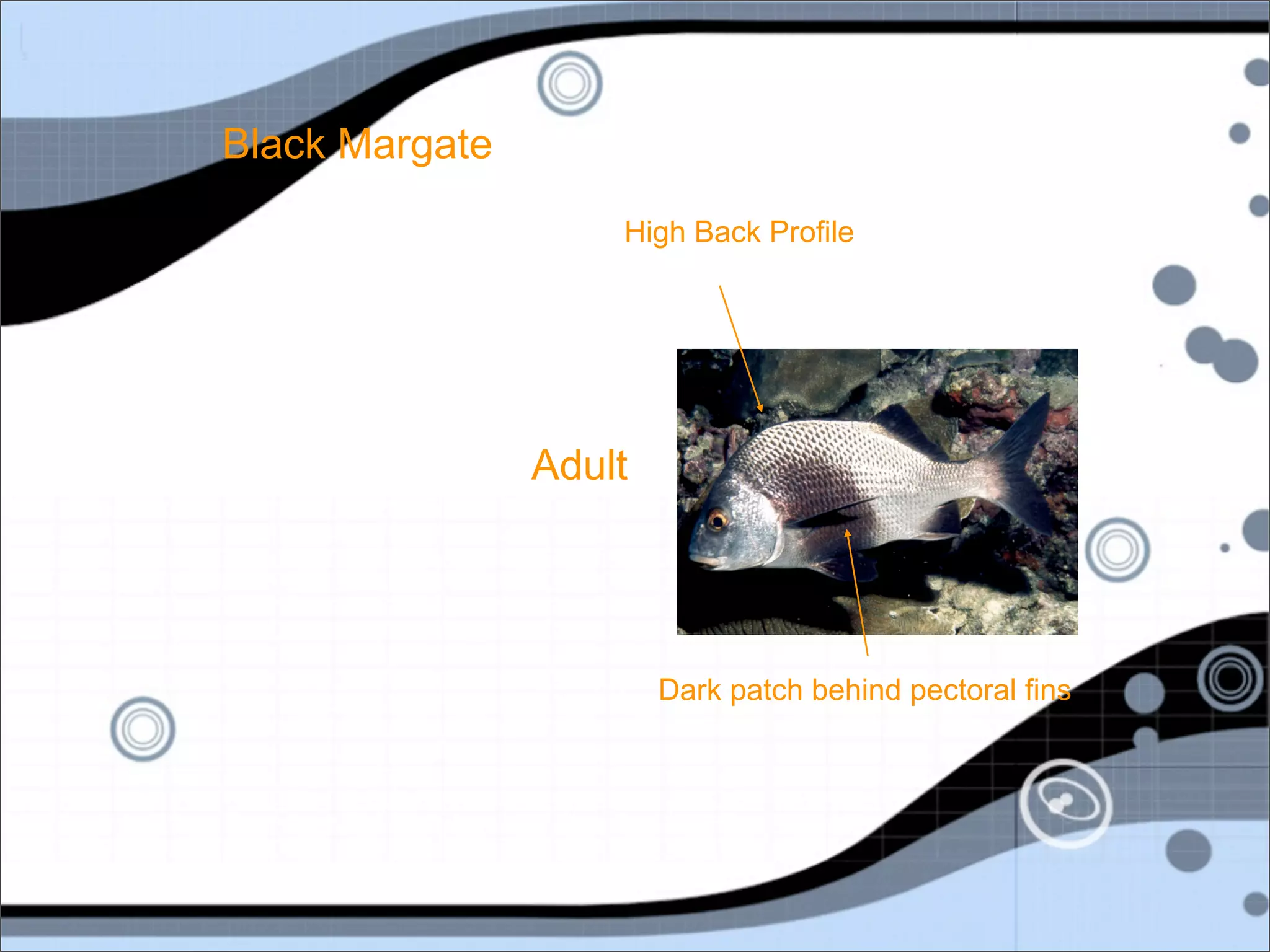 Black Margate
                    High Back Profile




                Adult




                        Dark patch behind pectoral fins
 