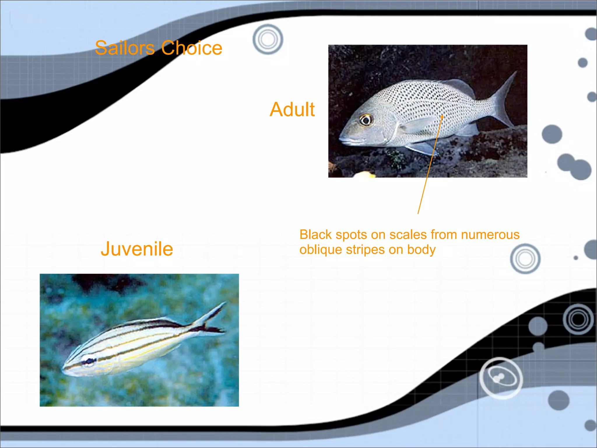 Sailors Choice


                 Adult




                    Black spots on scales from numerous
Juvenile            oblique stripes on body
 