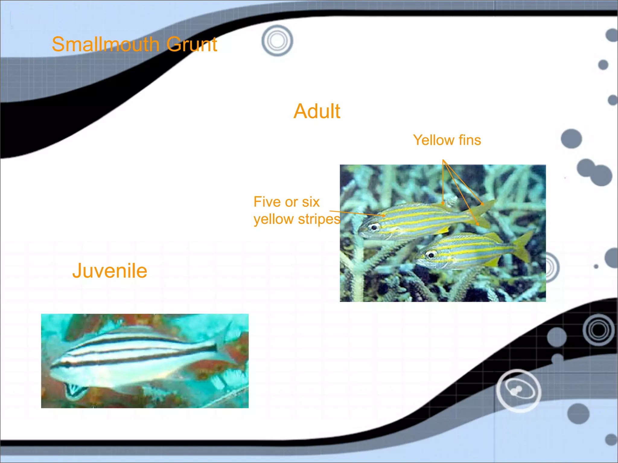 Smallmouth Grunt


                         Adult
                                    Yellow fins



                   Five or six
                   yellow stripes


 Juvenile
 