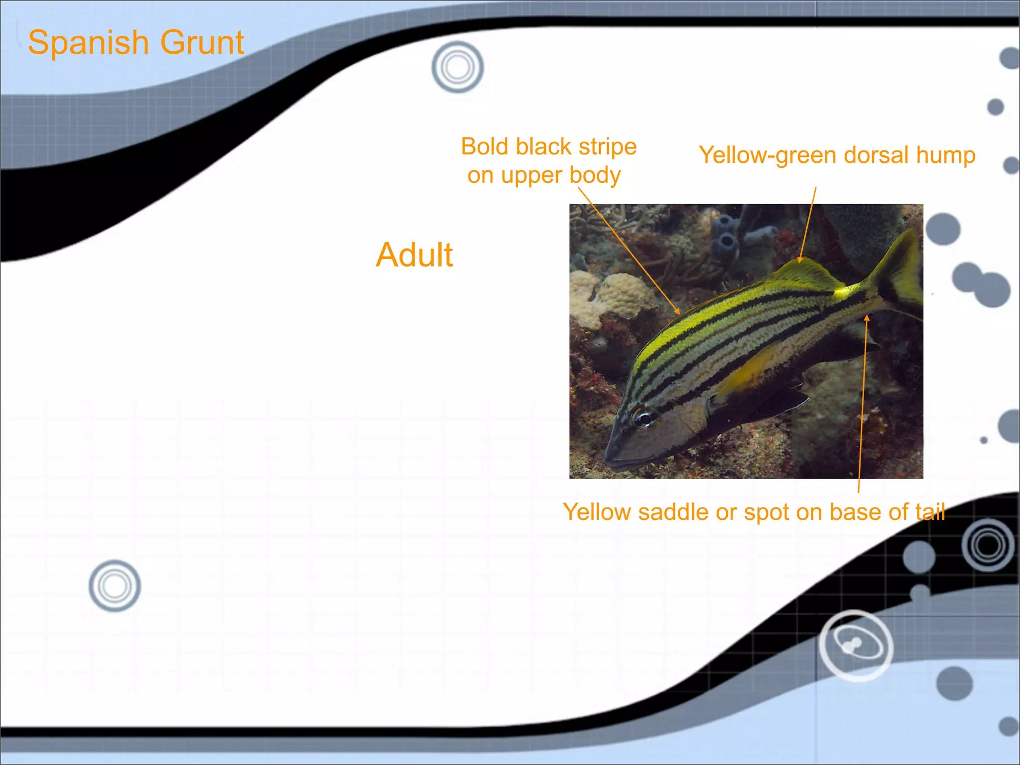 Spanish Grunt

                        Bold black stripe     Yellow-green dorsal hump
                        on upper body


                Adult




                                 Yellow saddle or spot on base of tail
 