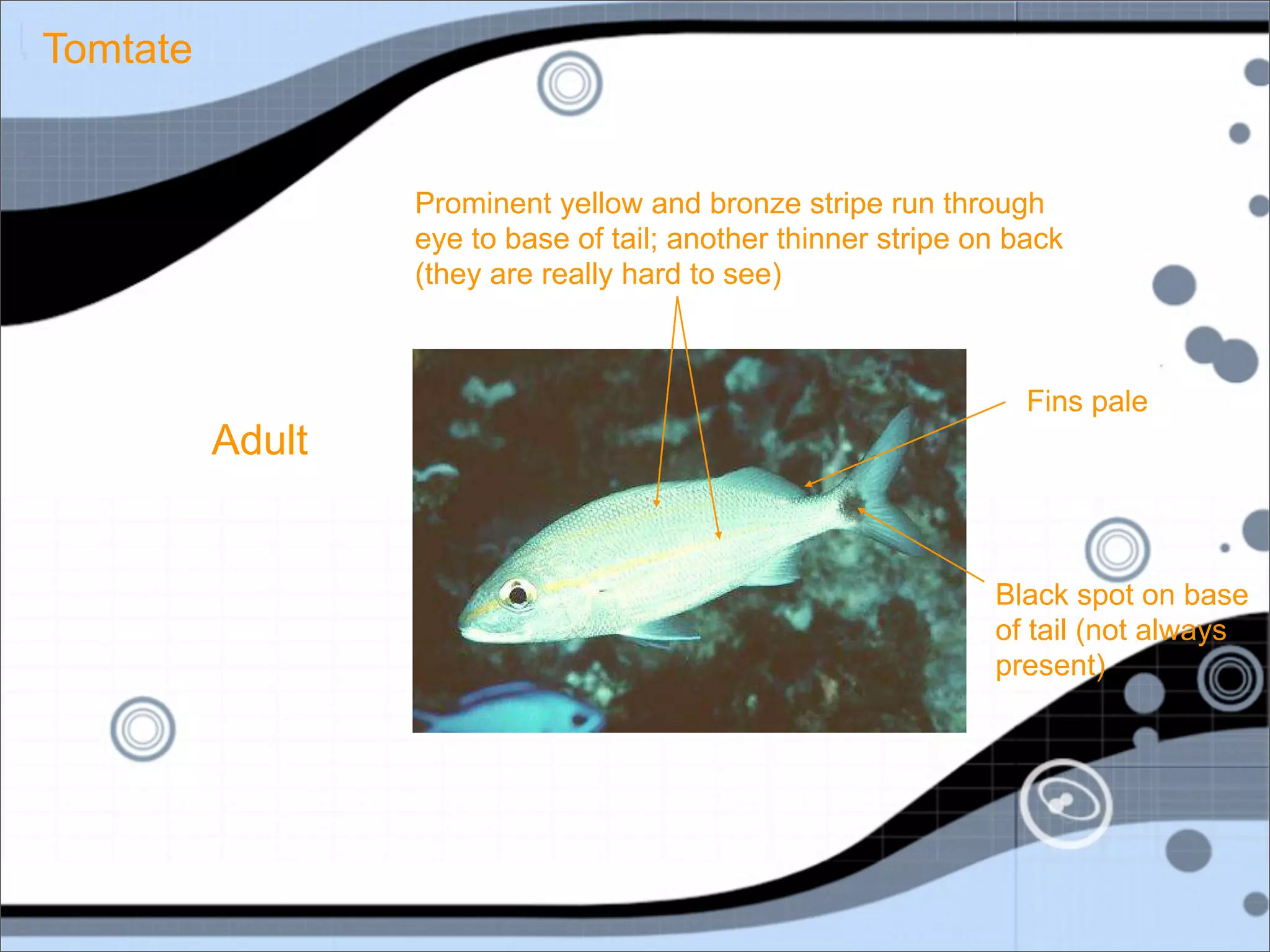 Tomtate


                  Prominent yellow and bronze stripe run through
                  eye to base of tail; another thinner stripe on back
                  (they are really hard to see)



                                                                  Fins pale
          Adult


                                                               Black spot on base
                                                               of tail (not always
                                                               present)
 