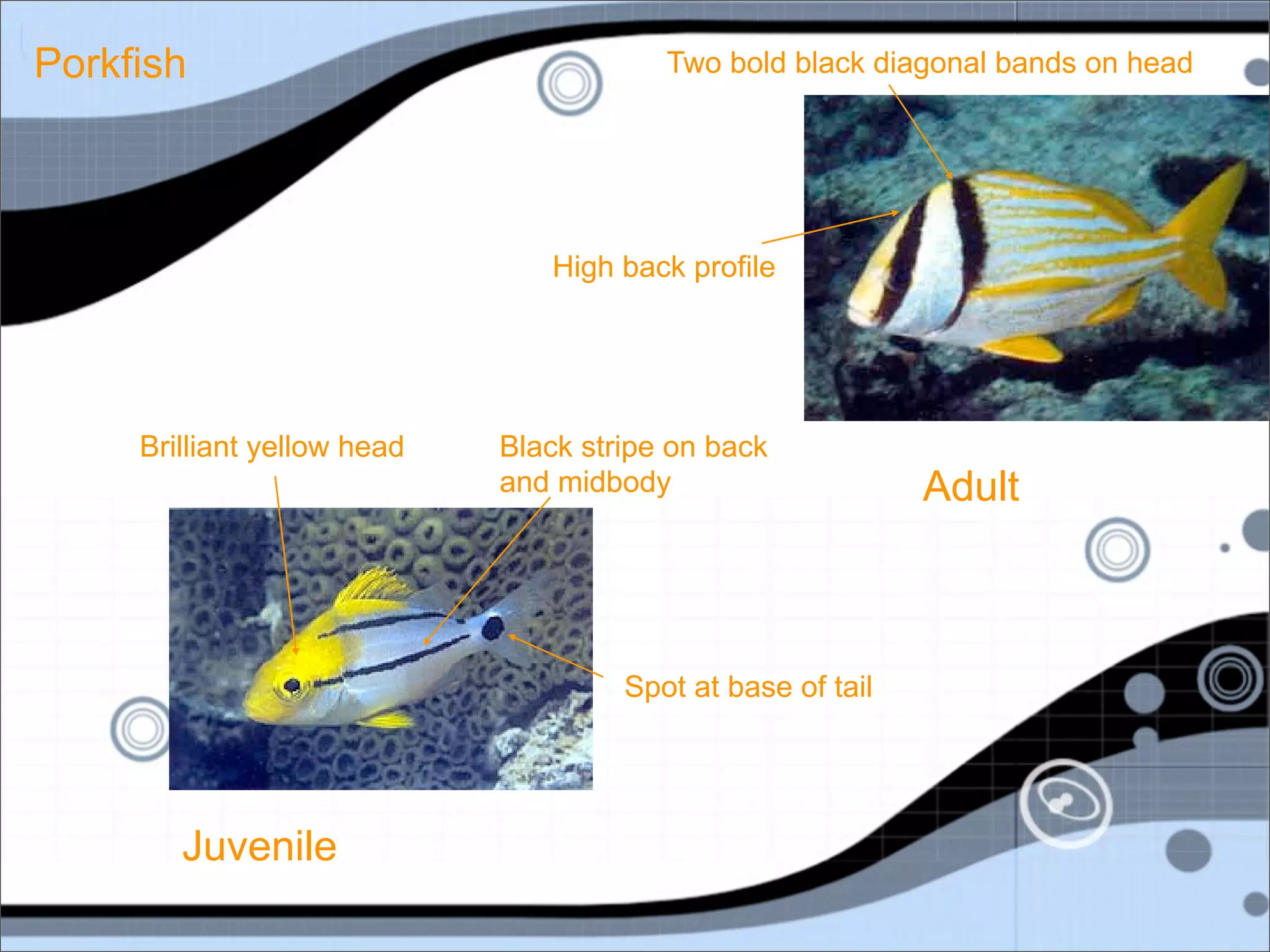 Porkfish                                 Two bold black diagonal bands on head




                                High back profile




     Brilliant yellow head   Black stripe on back
                             and midbody                     Adult



                                      Spot at base of tail




        Juvenile
 