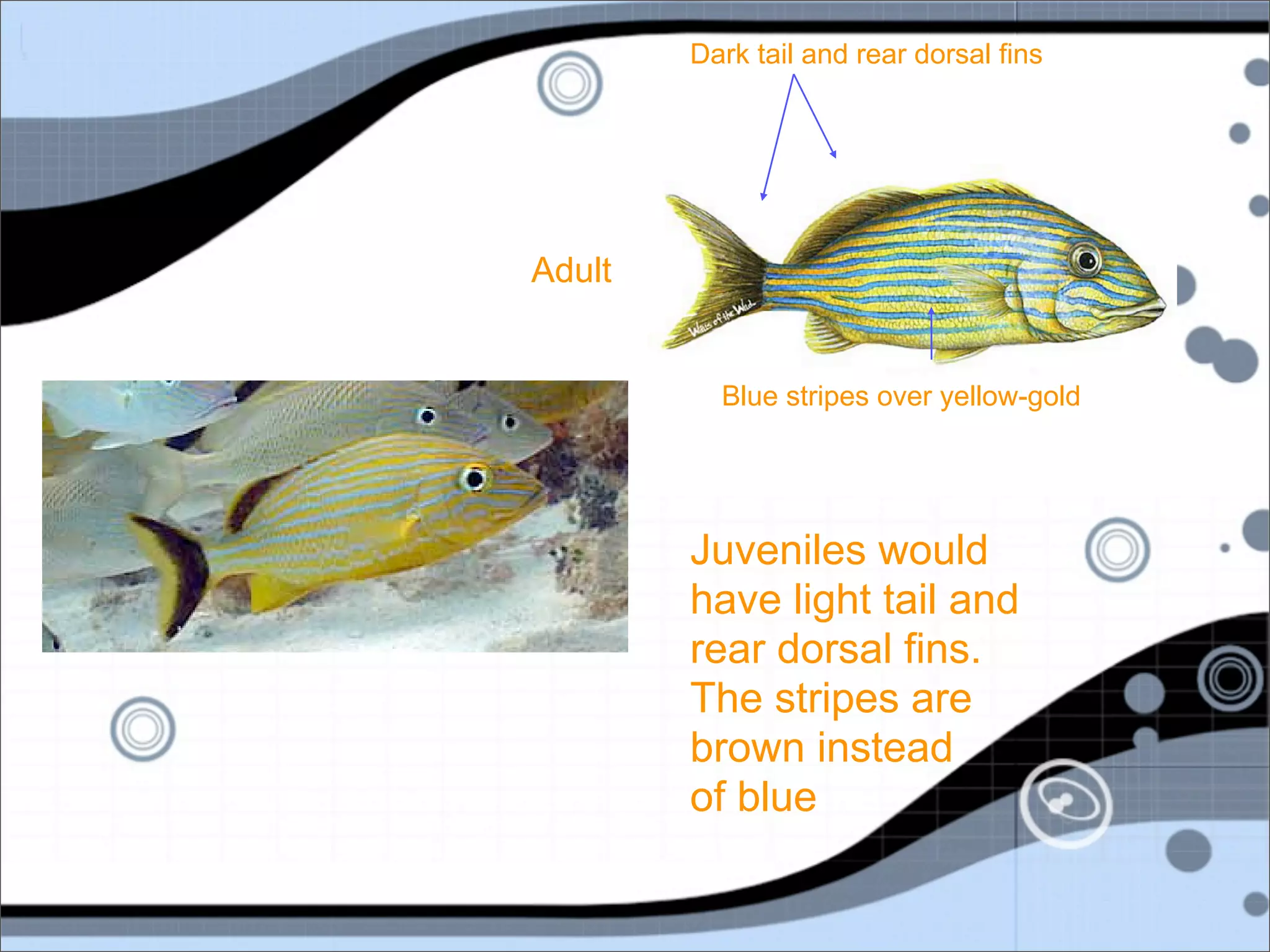 Dark tail and rear dorsal fins




Adult


          Blue stripes over yellow-gold




        Juveniles would
        have light tail and
        rear dorsal fins.
        The stripes are
        brown instead
        of blue
 