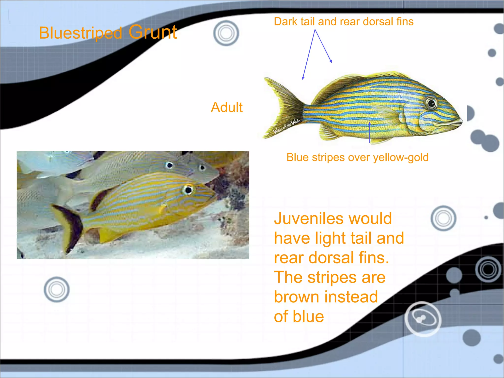 Dark tail and rear dorsal fins
Bluestriped Grunt



                    Adult


                              Blue stripes over yellow-gold




                            Juveniles would
                            have light tail and
                            rear dorsal fins.
                            The stripes are
                            brown instead
                            of blue
 